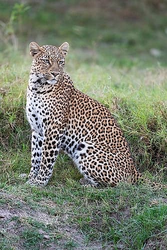 Zambia, South Luangwa National Park. Leopard. Animals Print